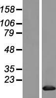 BANF2 Human Over-expression Lysate