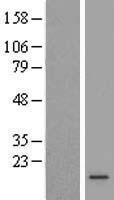 C5orf38 Human Over-expression Lysate