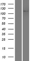 NLRC3 Human Over-expression Lysate