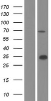 WDR20 Human Over-expression Lysate