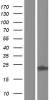 Inosine triphosphate pyrophosphatase (ITPA) Human Over-expression Lysate