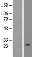MRPL21 Human Over-expression Lysate