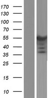 PPP2R2B Human Over-expression Lysate