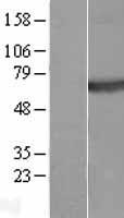 Plexin A4 (PLXNA4) Human Over-expression Lysate