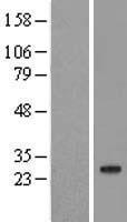 CBLN2 Human Over-expression Lysate