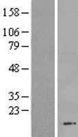C13orf30 (FAM216B) Human Over-expression Lysate