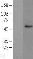 NSUN6 Human Over-expression Lysate