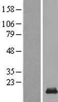 LINC02914 Human Over-expression Lysate