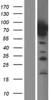 SHC (SHC1) Human Over-expression Lysate