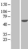 IMPDH1 Human Over-expression Lysate