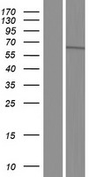TTLL11 Human Over-expression Lysate