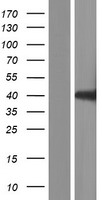 UBA5 Human Over-expression Lysate