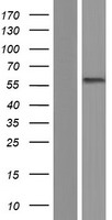 MITF Human Over-expression Lysate