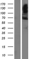 FAM13C1 (FAM13C) Human Over-expression Lysate
