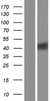 PTGER3 Human Over-expression Lysate
