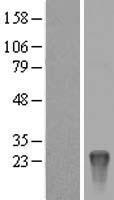 KRTAP10-8 Human Over-expression Lysate