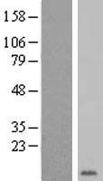 GYPE Human Over-expression Lysate