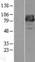CLACP (COL25A1) Human Over-expression Lysate