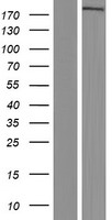 ACAT1 (ACACA) Human Over-expression Lysate