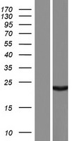 ALKBH6 Human Over-expression Lysate