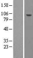 Matrin 3 (MATR3) Human Over-expression Lysate