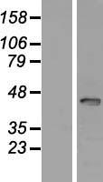 SP6 Human Over-expression Lysate