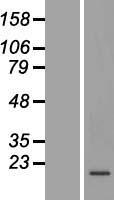 C19orf48 Human Over-expression Lysate