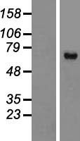 MAGED2 Human Over-expression Lysate