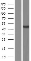 CDCP2 Human Over-expression Lysate