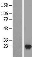 LCN15 Human Over-expression Lysate