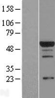 RBPJK (RBPJ) Human Over-expression Lysate