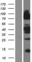 Lipolysis Stimulated Lipoprotein Receptor (LSR) Human Over-expression Lysate