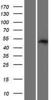 PAOX Human Over-expression Lysate