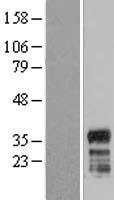 FAM110A Human Over-expression Lysate