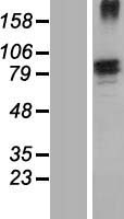 Fibronectin (FN1) Human Over-expression Lysate