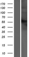 IFNAR2 Human Over-expression Lysate