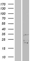FAM3B Human Over-expression Lysate