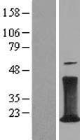 CD247 Human Over-expression Lysate