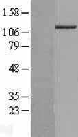 C14orf43 (ELMSAN1) Human Over-expression Lysate