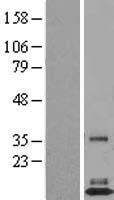 TAFA3 Human Over-expression Lysate