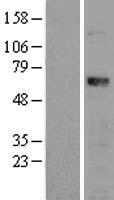 RUNX1T1 Human Over-expression Lysate