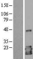 IL1RA (IL1RN) Human Over-expression Lysate