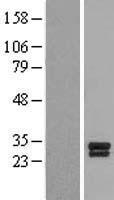 BDNF Human Over-expression Lysate