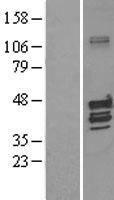 Kv beta 1 (KCNAB1) Human Over-expression Lysate