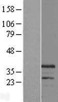 CHRFAM7A Human Over-expression Lysate