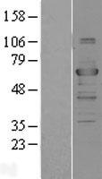 TRAF3 Human Over-expression Lysate