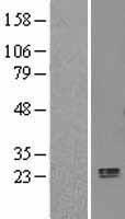 APOL3 Human Over-expression Lysate