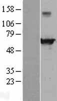 EHD4 Human Over-expression Lysate