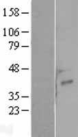 NRG4 Human Over-expression Lysate