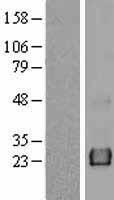 KCNE4 Human Over-expression Lysate